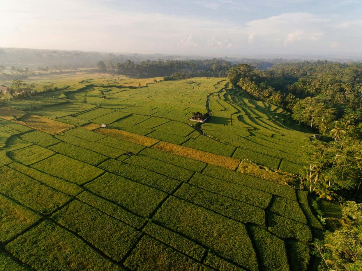 Rice terraces and palm forest in the highlands above Ubud, seen from the air